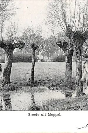 Meppel Groete uit Meppel met koeien in de wei 1905 HC30048 Promocja
