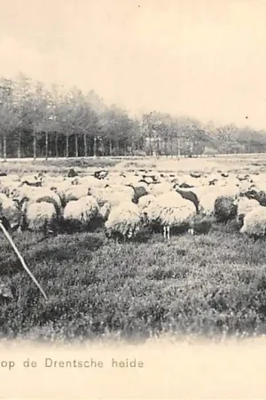 Drenthe Assen Scheper met Schapen op de Drentsche heide 1900 HC27766 Ekspresowa dostawa
