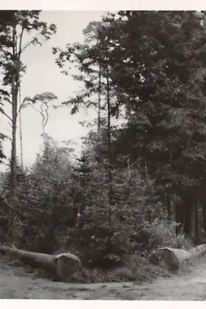 Assen Asser Bos 1949 HC17663 Zwrot pieniędzy