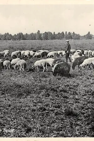 Premium Emmen Schapen op de heide met herder HC6074