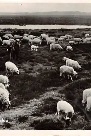 Dwingeloo Kudde schapen 1955 HC3387 Najlepsza cena