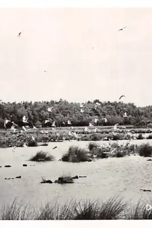Tylko dziś Dwingeloo Meeuwenplas 1956 HC2771