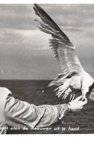 Terschelling Op de boot eten de meeuwen uit je hand 1954 HC54355 Ekspresowa dostawa