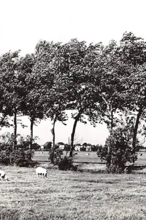 Szybka dostawa Gezicht op Oosterzee bij De Lemmer met koeien en schapen in de wei Friesland HC53702