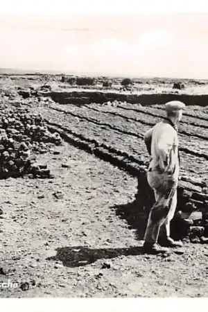 Tani Appelscha Turf graverij 1957 HC51790