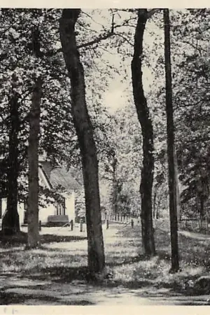 Oranjewoud Boschgezicht Heerenveen 1939 HC47328 Autentyczny