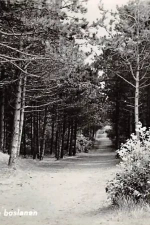 Tani Ameland Een der vele boslanen 1961 HC26599