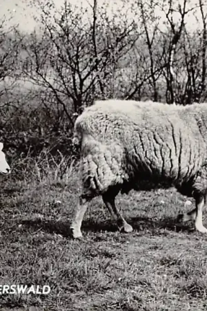 Ostatnia szansa Duurswoude Duerswald Bakke Fean Schapen 1960 Wijnjewoude Friesland HC18986