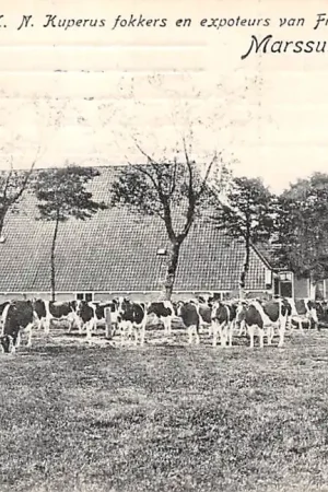 Promocja Marssum Boederij van de Firma K.N. Kuperus fokkers en exporteurs van Friesch Stamboek-vee Leeuwarden HC6240