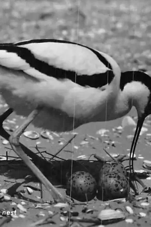 Ameland Kluut bij zijn nest 1957 HC1882 Oferta
