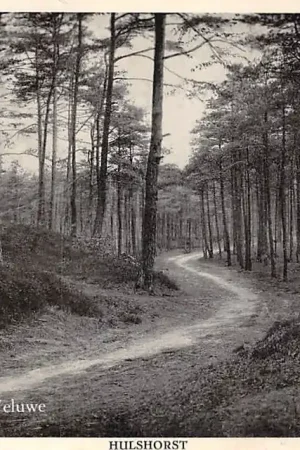 Hulshorst Fraai Bospad op de Veluwe HC60459 Oryginalny