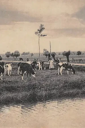 Autentyczny Maurik Mauriksche veld met koeien 1919 Buren (GD) Betuwe HC60068