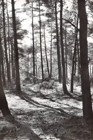 Wyprzedaż Putten Putter Bos 1965 Veluwe HC56871
