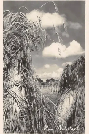 Popularny Veluwe 1947 Korenschoven na de oogst HC56184