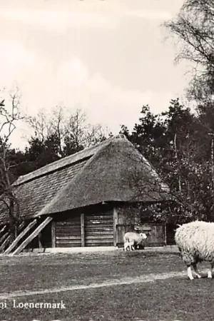 Loenen (GD) Schaapskooi Loenermark Schapen Veluwe 1961 HC54075 Kup teraz
