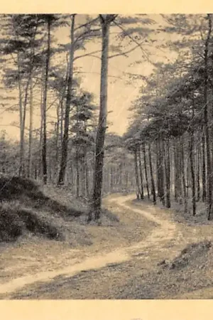 Tani Heelsum Fraai bospad op de Veluwe 1952 HC53696