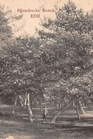 Ede Sijsseltsche Bosch 1916 Veluwe HC49304 Popularny