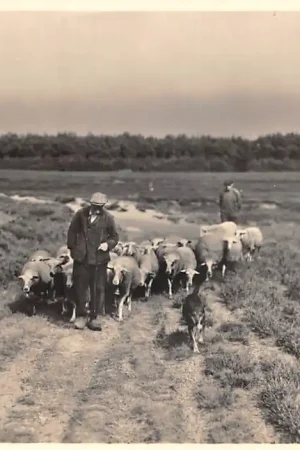Vierhouten (GLD) Op de Heide Schaapherder met kudde Epe 5 Cents kaart Veluwe HC48601 Premium