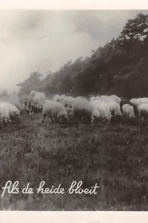Hoog Soeren Gorten uit Mooi Nederland Als de heide bloeit met kudde schapen Veluwe HC44810 Ostatnia szansa