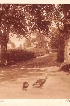 Ostatnia szansa Ede Kippen op den Paaschberg Veluwe 1932 Nauta A 2695 HC44617