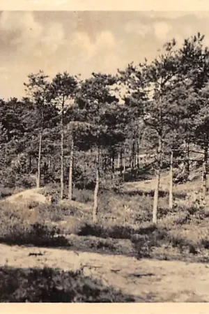 Darmowa dostawa Nunspeet Bosgezicht 1953 Veluwe HC44428