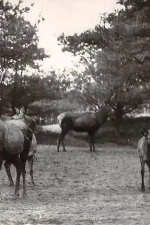 Veluwe Edelherten HC42873 Ekspresowa dostawa