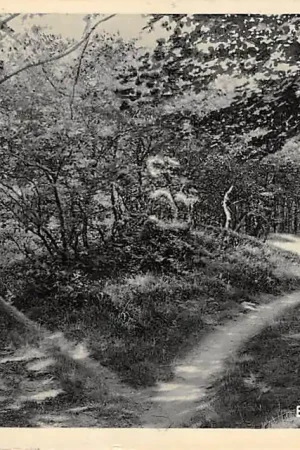 Uddel Boschgezicht 1940 Op de Veluwe HC35569 Tani