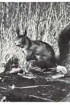 Otterlo Eekhoorn Karweg 2 Zomerhuisjes De Roek Veluwe 1958 HC36111 Nowość