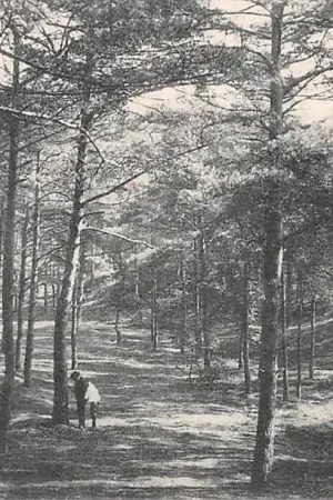 Arnhem Feestterrein HC36049 Nowość