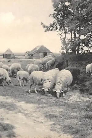 Zamów teraz Putten Veluwe De schaapjes op de hei HC33630