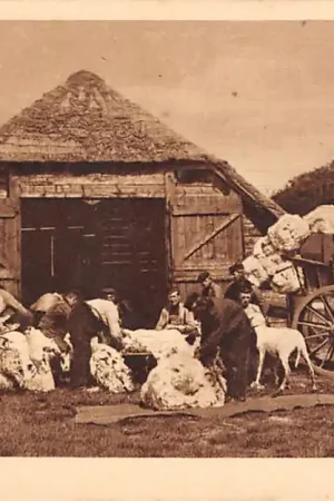 Zamów teraz Veluwe Schapen scheren HC32792