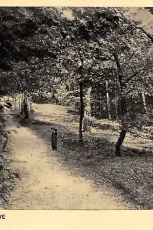 Stroe Bij de Wittenberg Berkenlaantje op de Veluwe 1953 HC29575 Darmowa dostawa