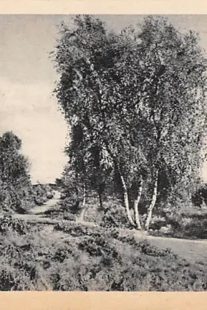 Harderwijk Op de Veluwe Aan de rand der heide HC27835 Szybka dostawa
