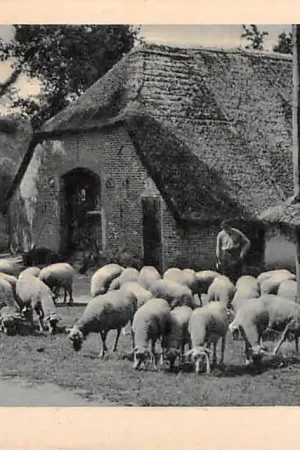 Vierhouten Schaapskooi 1950 Epe Veluwe HC27703 Autentyczny