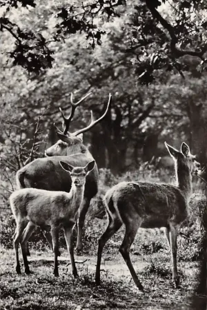 Lunteren Veluwe Edelherten Bok met Hinde en Kalf 1962 HC25336 Wysoka jakość