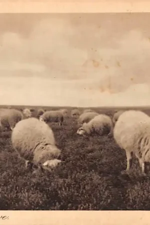 Promocja Elspeet Schapen op de rustige Veluwe 1935 HC15963