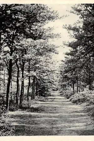 Ermelo Bosch en Heide 1937 Veluwe HC15357 Tylko dziś