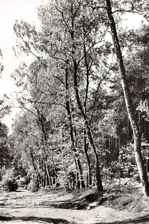 Wyprzedaż Eerbeek Boskiek 1966 Brummen Veluwe HC13654