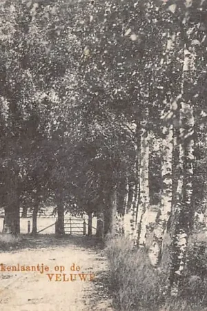 Ermelo Beukenlaantje op de Veluwe 1930 HC12024 Ekspresowa dostawa