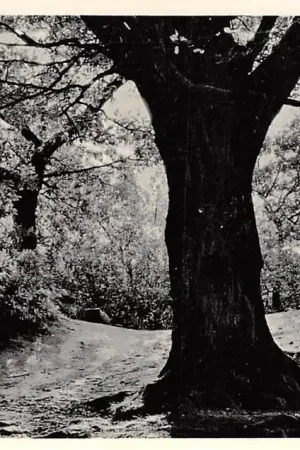 Terborg Vossenheuvel 1961 HC9647 Szybka dostawa