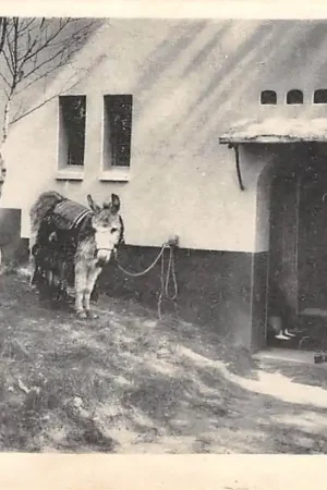 Wysoka jakość Heilig Landstichting Nazareth Fellahwoning met ezel Nijmegen HC9267