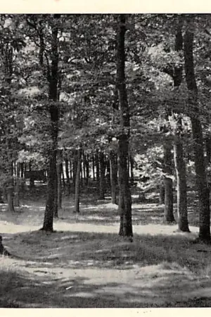 Ede Edese Bos HC8679 Autentyczny