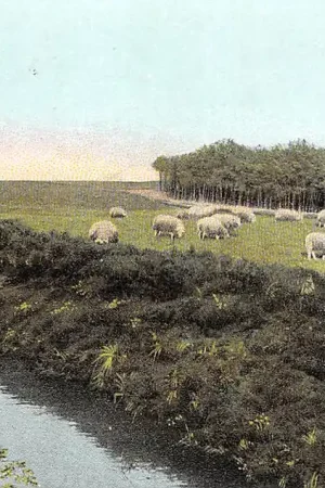 Arnhem Omstreken Kudde schapen met herder en hond HC8516 Autentyczny