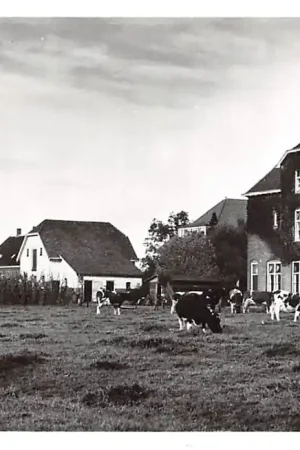 Zetten Lentehuis met koeien in de wei Proefdruk JosPe 1956 HC9075 Rabat