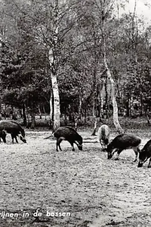Vierhouten Wilde zwijnen in de bossen Veluwe 1962 HC6286 Tylko dziś