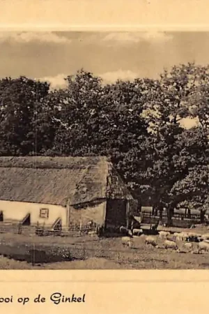 Ede Schaapskooi op de Ginkel met kudde schapen 1949 HC5551 Niska cena
