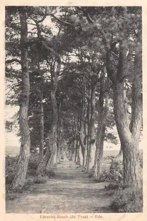 Wyprzedaż Ede Edesche Bosch De Traa HC3411