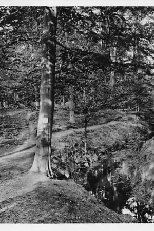 Wolfheze 1936 Beek en Bosch HC2182 Oryginalny