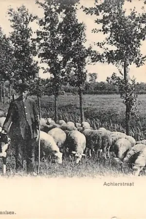 Deil Geldermalsen Achterstraat Schaapherder hond en kudde schapen HC2153 Szybka dostawa