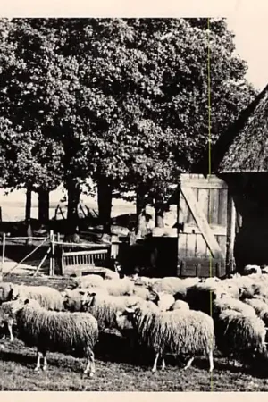 Wyprzedaż Ede De Ginkel Schaapherder met kudde schapen 1949 HC1475